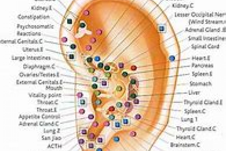 Internal pointing. Проекция органов на ушной раковине аурикулотерапия. Аурикулотерапия.акупунктурные точки. Аурикулярная акупунктура. Ухо точки акупунктуры.